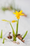 Daffodil Blooming Through The Snow Stock Photo By -Marcus-