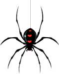 spider