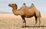 camel