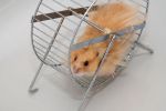 hamster wheel