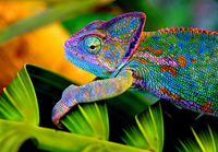 chameleon