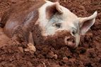 pig in mud