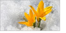 flowers in the ice